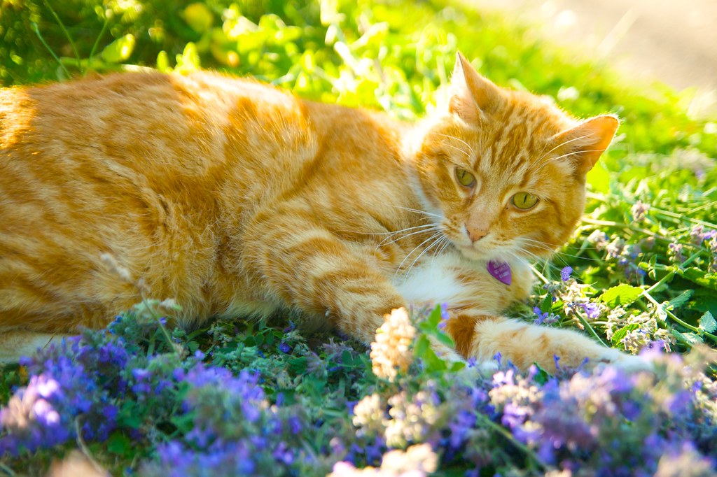 Orange Cat in Catmint  376