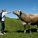 As vacas usam sinos enormes em seus pescoços