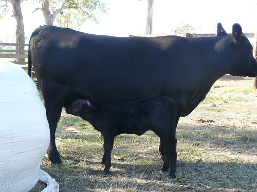 cow with her now normal calf