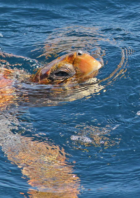 Loggerhead Sea Turtle - east of West Atlantis Canyon, Massachusetts - 16 July 2011