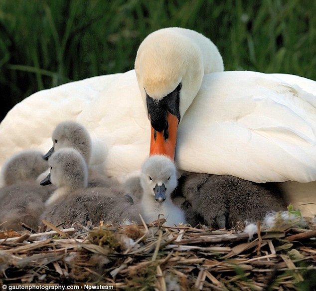 Swanning around on the river  Intimate photos show the Queen’s birds looking after their young cygnets     1