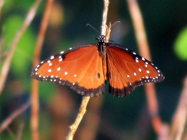 Queen butterfly 20110721