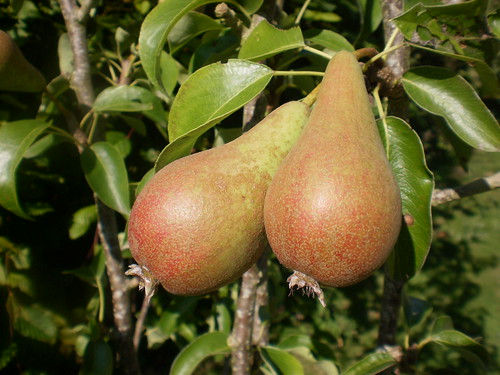 Pears-concorde