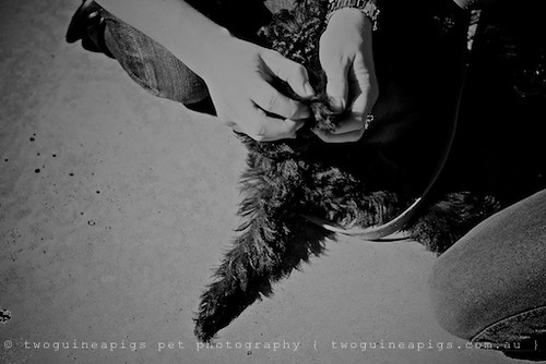 Vet check mock by twoguineapigs pet photography