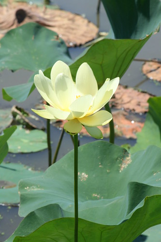 Water Lily at Baker Wetland by pdecell