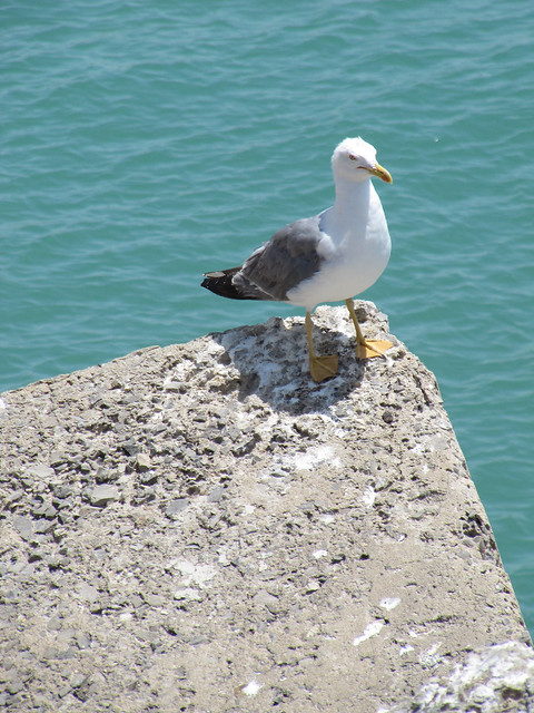 3 Seagull Cádiz