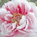Soft Red & White Variegated Peony