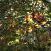 Autumn sun through chestnut tree