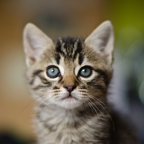 フリー写真素材 動物 哺乳類 猫 ネコ 子猫 小猫 画像素材なら 無料 フリー写真素材のフリーフォト