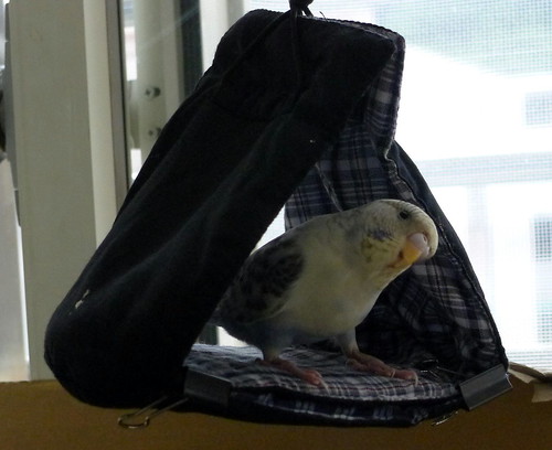 利用口罩自製鳥帳篷