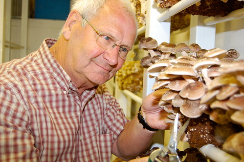 Mike Staines harvesting mushrooms