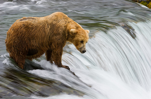Blonde Bear At The Falls