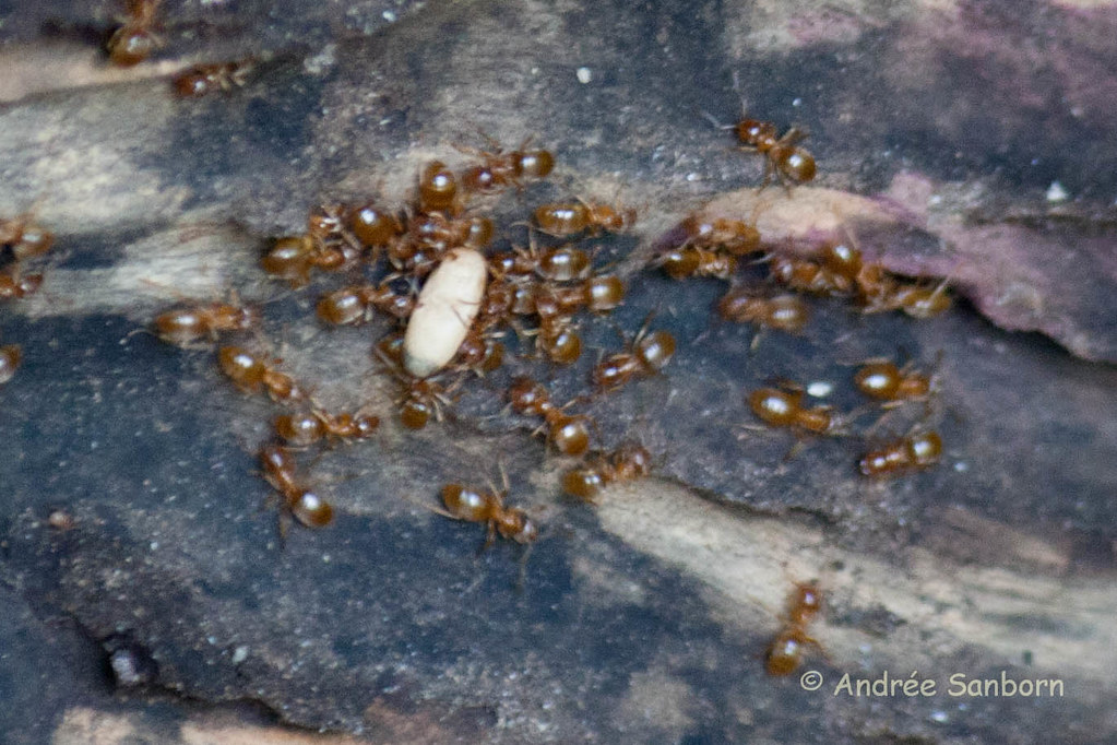 Ants Moving Eggs-2.jpg