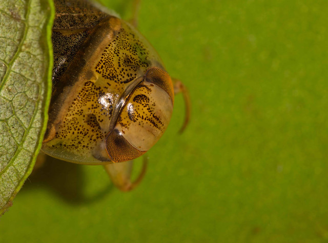 saucer bug emerging from behind leaf edited