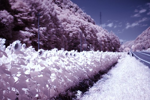 向日葵(infrared) by kazu.n