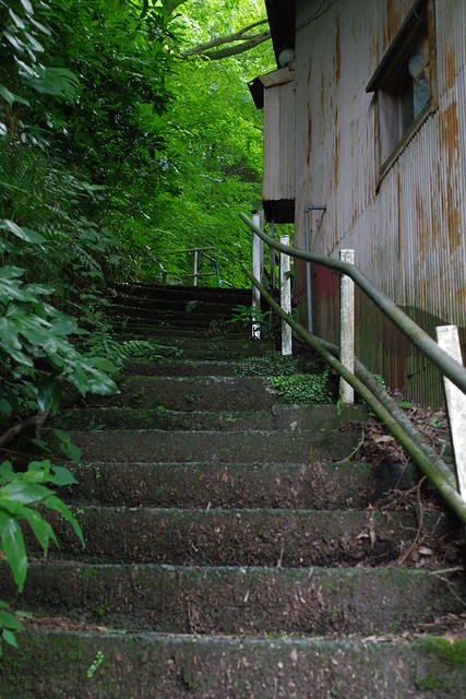 stairway to forest