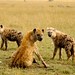 As carnivoras hienas