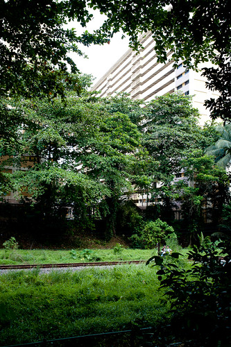 The canopy formed by trees framing a HDB block and part of the KTM track.