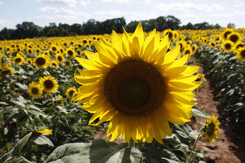 Sunflower Field, Montgomery Cty MD by dcscorpio