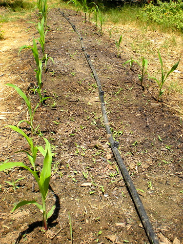 sweet corn seedlings