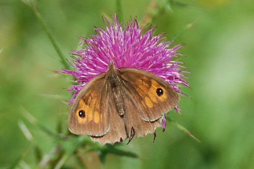 butterfly meadow brown