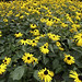 Patch of sunflowers