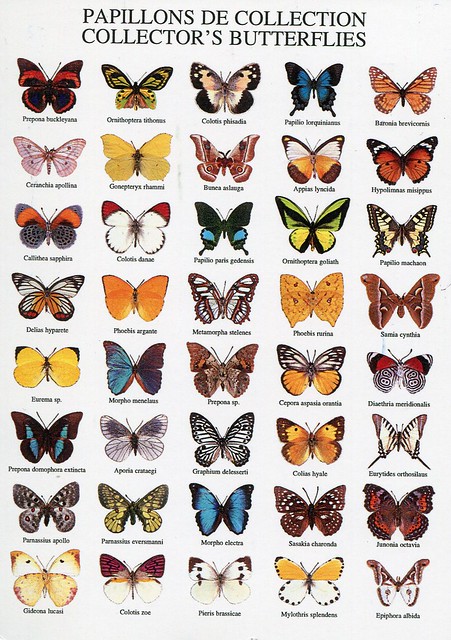 Papillons de collection