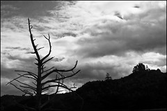 Dead tree under dark sky