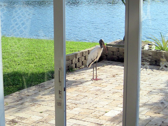 Wood Stork on patio 2-20110731