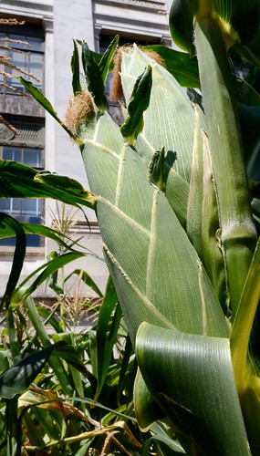 Mature corn on the stalk in the People's Garden at the Department of Agriculture, in Washington, DC, on Monday, Aug. 1, 2011. USDA Media by Lance Cheung