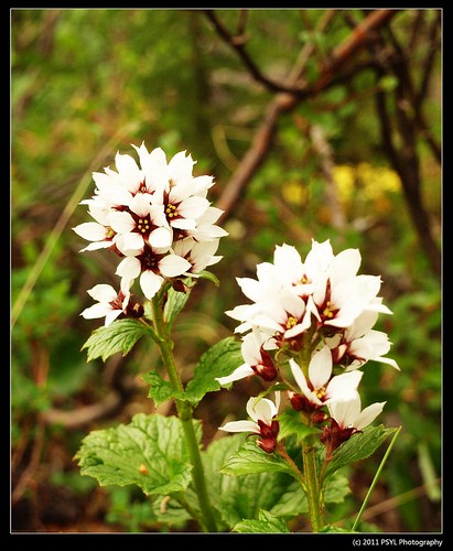 Bear Flower (Boykinia richardsonii)