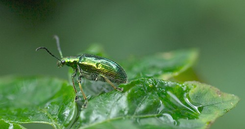 insecto amarillo-verdoso by alopez2006