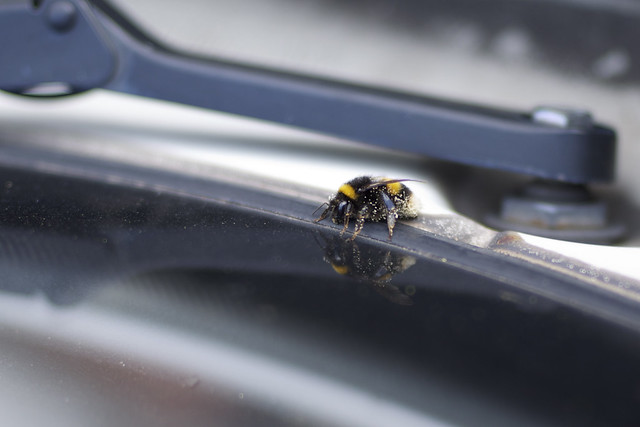 bumblebee reflective
