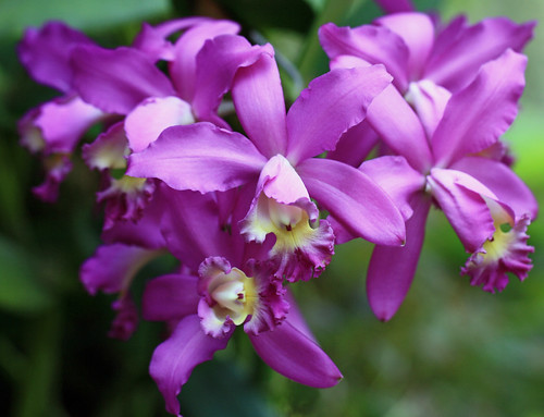 Cluster of Purple Orchids