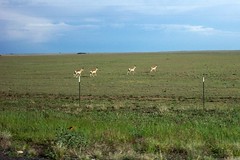 High Plains Antelope