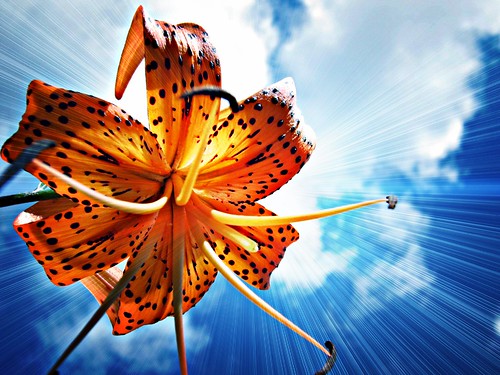 フリー写真素材|花・植物|百合・ユリ|オレンジ色の花|