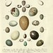 Die Eier der Vögel Deutschlands f, 1818
