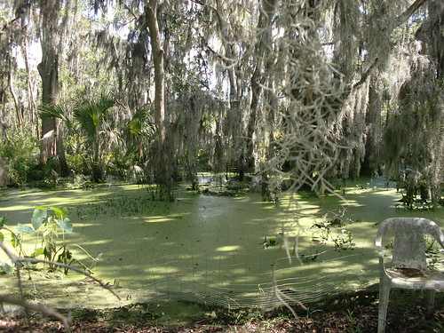 Mossy, Swampy Creek