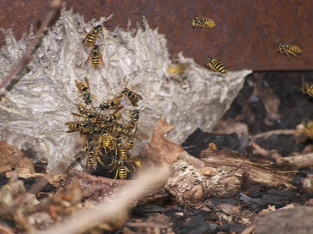 DSC_8244 wasp nest