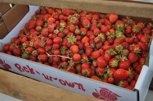 Strawberry picking 2011