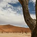 Acacias mortas desde 900 anos atras