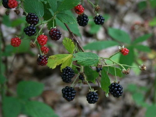 Blackberries1July2011