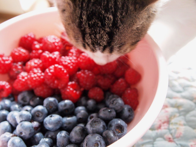 cats&rasberries