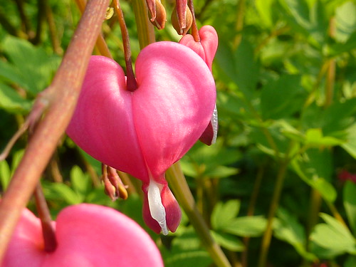 Pink Heart Flower by EmerGrey