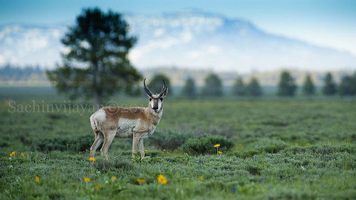 Pronghorn Deer by sachinvijayan