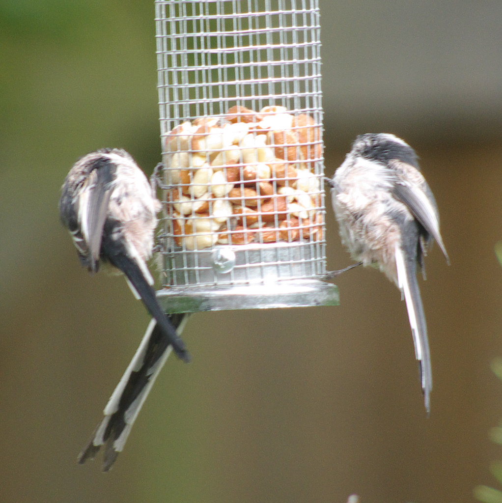 Long Tailed Tits 8