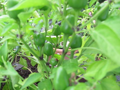 Chili Capela (Capsicum frutescens)