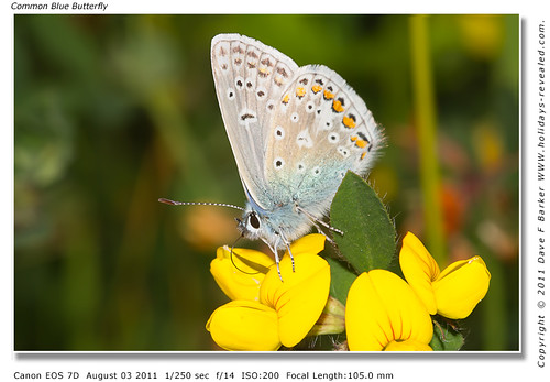 Common Blue Butterfly Hic Bibi Yarrow Valley Coppull Nr Chorley Lancashire