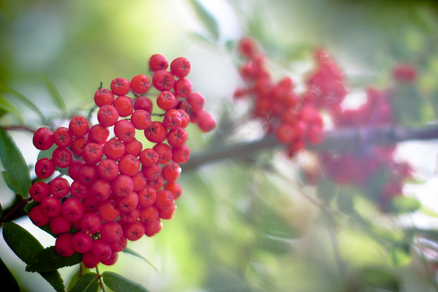 Dreamy red berries