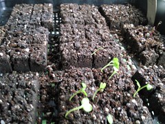 Seeds in Soil Blocks